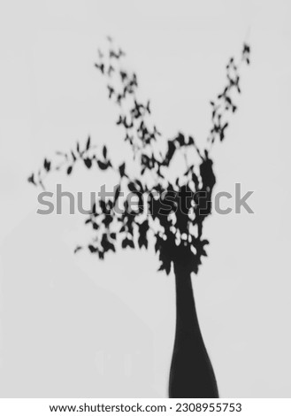 Blurred shadows of the branches in bouquet. Hard light and shadow background.
