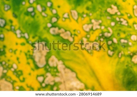 Blurred shot of a decaying leaf surface with intricate spots and vibrant yellow-green contrast. Excellent abstract background for nature, environment, biology, and eco-themed design projects
