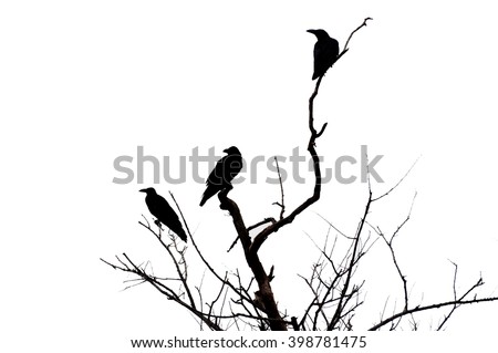 blurred silhouette raven crow on dry tree and white background.