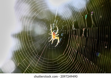 Blurred silhouette of a spider in a web on a blurred natural green background. Selective focus. High quality photo - Shutterstock ID 2097249490