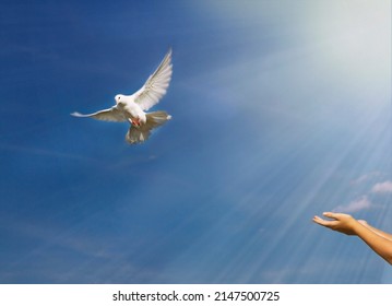 A Blurred Silhouette Of A White Dove In The Sky, Which Flies Away To Freedom. The  Human Hands Release The Bird