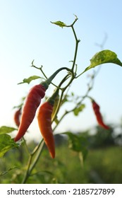 Blurred Spicy Red Chili Photo