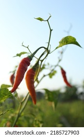 Blurred Spicy Red Chili Photo