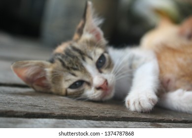 Blurred stray kitten feels sleepy.