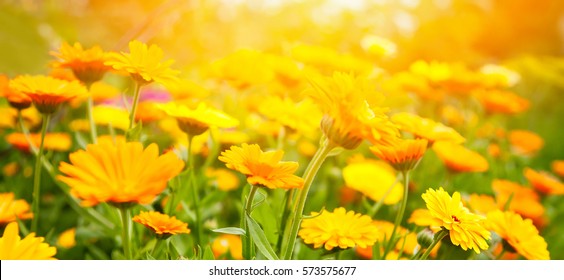 Blurred summer background with Marigold flowers field in sunlight. Beautiful nature scene with blooming calendula in Summertime. Colorful Wide Horizontal floral Wallpaper