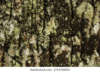 Blurred texture background of rough tree bark covered with lichens and moss.