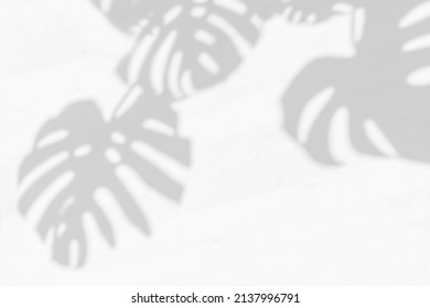 Blurred Tropical leaves natural shadow. Trendy home gardening background with palm Monstera leaves overlay. Natural Monstera deliciosa Swiss cheeseplant.  - Shutterstock ID 2137996791