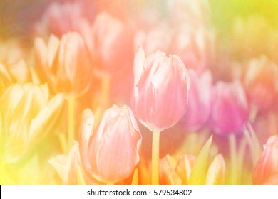 Blurred Tulip Flowers Blooming On Colorful Background