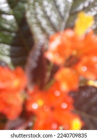 Blurred or unfocused or defocused Alloplectus Chrysothemis pulchella also known as Sunset Bells, Black Flemingo, Copper leaf or simply Chry. Orange Flower abstract background