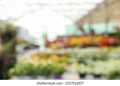 Blurred View Of Garden Center With Many Different Blooming Plants