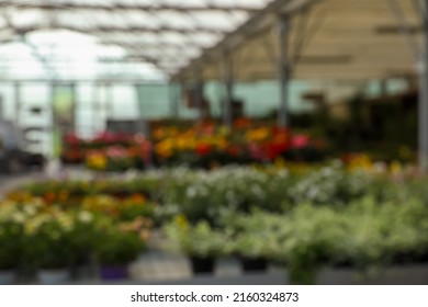 Blurred View Of Garden Center With Many Different Blooming Plants