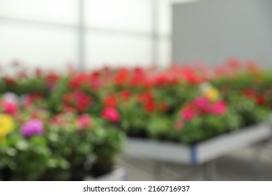 Blurred View Of Garden Center With Many Different Blooming Plants