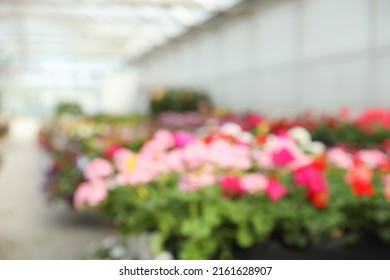 Blurred View Of Garden Center With Many Different Blooming Plants