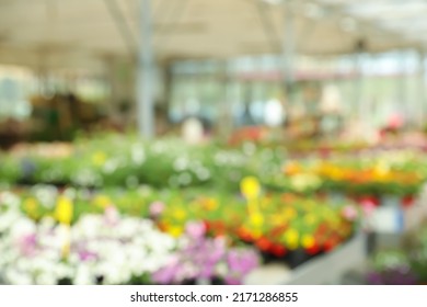 Blurred View Of Garden Center With Many Different Blooming Plants