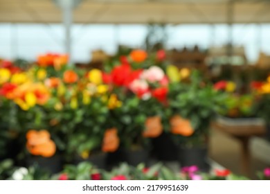 Blurred View Of Garden Center With Many Different Blooming Plants