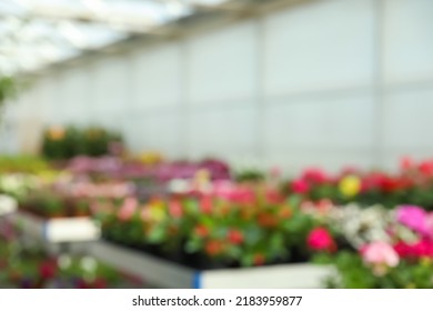 Blurred View Of Garden Center With Many Different Blooming Plants