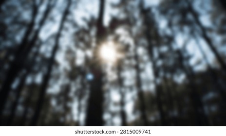 A blurred view looking up through the canopy of tall pine trees as sunlight streams through the branches.