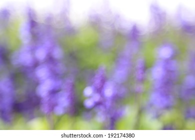 Blurred violet background