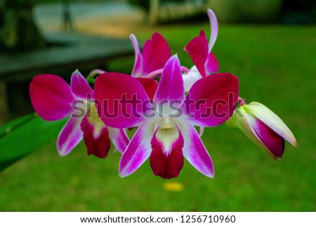 Blurred violet flowers or beautiful violet orchid with green bokeh use for web design and flowers background