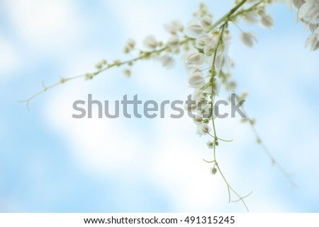 Similar – Wild white flowers lily of the valley