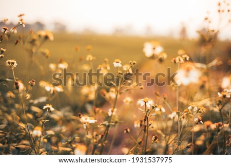blurred of white flowers and green with blurred background.
