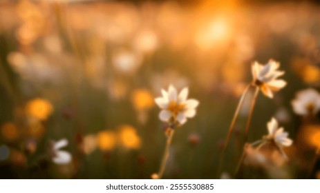 Blurred wildflowers meadow with golden sunlight, perfect for soft natural backgrounds. - Powered by Shutterstock