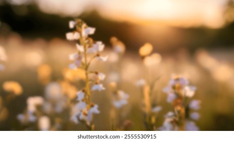 Blurred wildflowers meadow with golden sunlight, perfect for soft natural backgrounds. - Powered by Shutterstock