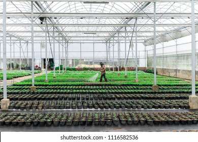 Blurred worker watering plant in green house on morning light. Worker care plant for gardener. flowers cultivation in a green house. Production flowers. Plants crop in greenhouse. - Shutterstock ID 1116582536