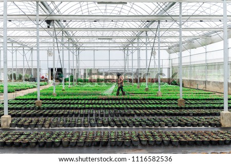 Blurred worker watering plant in green house on morning light. Worker care plant for gardener. flowers cultivation in a green house. Production flowers. Plants crop in greenhouse.