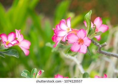 Blurry adenium flower or desert rose flwoers in beautiful morning in garden.