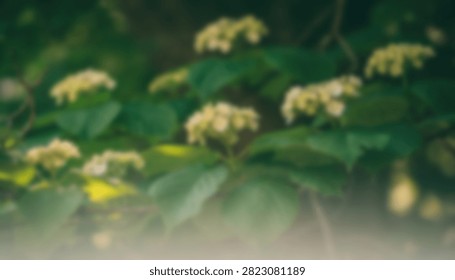 A blurry artistic background featuring soft white flower clusters and lush green foliage in a garden setting