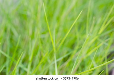 Blurry Background of Grass.