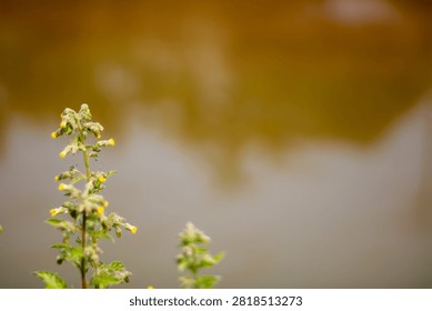 A blurry background image featuring small yellow flowers and green leaves growing near a body of water with a mix of brown and gray hues in the background