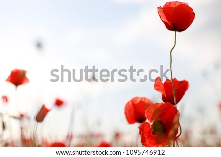 Blurry background of poppy flower field with copy space texture.Red wildflowers Remembrance Day.