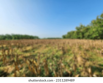 Blurry Background, Zea Mays, A wide expanse of corn fields and ready to be harvested	
 - Shutterstock ID 2311289489
