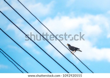 Blurry bird on electric line cable on sky blue or azure sky and cloud on summer daytime of sun