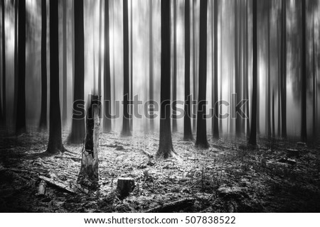 blurry dark winter forest monochrome stock photo edit now