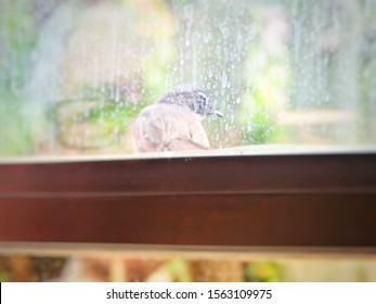 Blurry Defocused Picture Of A Bird And Reflection Of A Man. Pied Fantail In Urban Habitat Against Dirty Glass Window With Reflection Of Man In Glasses Watching