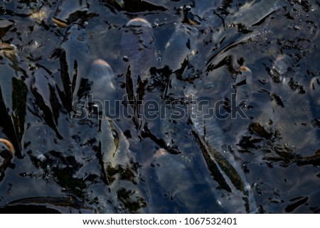 Blurry fish swimming and floating in pond. It eating Feed pellets for fish.