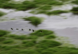A Blurry Flock Of Egyptian Geese Flying Over Lake Amboseli