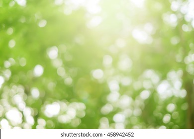 blurry green nature forest background with sunlight flare:blurred bokeh natural backdrop