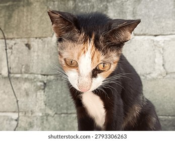 blurry image of a cat