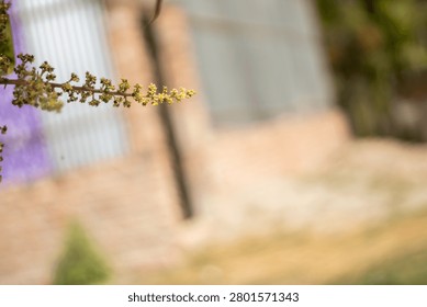 A blurry image featuring a tree branch with small yellow flowers in the foreground, set against a softly focused background of a brick building and greenery, with a mix of warm colors and subtle textu