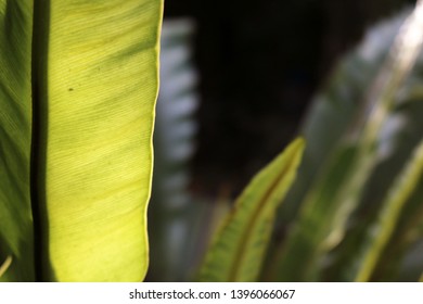 Blurry leaf for the background