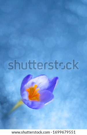 Similar – crocus Nature Plant Spring