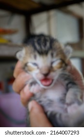 Blurry - A Month Old Mix Dome Kittens, Anak Kucing Kampung.