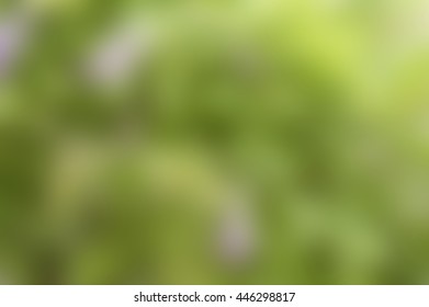 Blurry Out Of Focus Green Bush Background