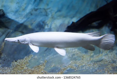 Blurry Photo Of An Albino Aligator Gar In A Clear  Aquarium