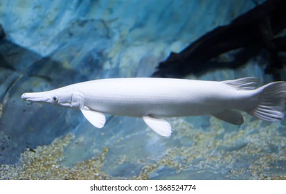 Blurry Photo Of An Albino Aligator Gar In A Clear Aquarium