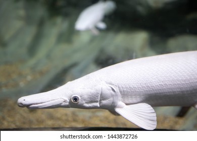 Blurry Photo Of An Albino Aligator Gar In A Clear Aquarium. White Aligator Gar In An Aquarium